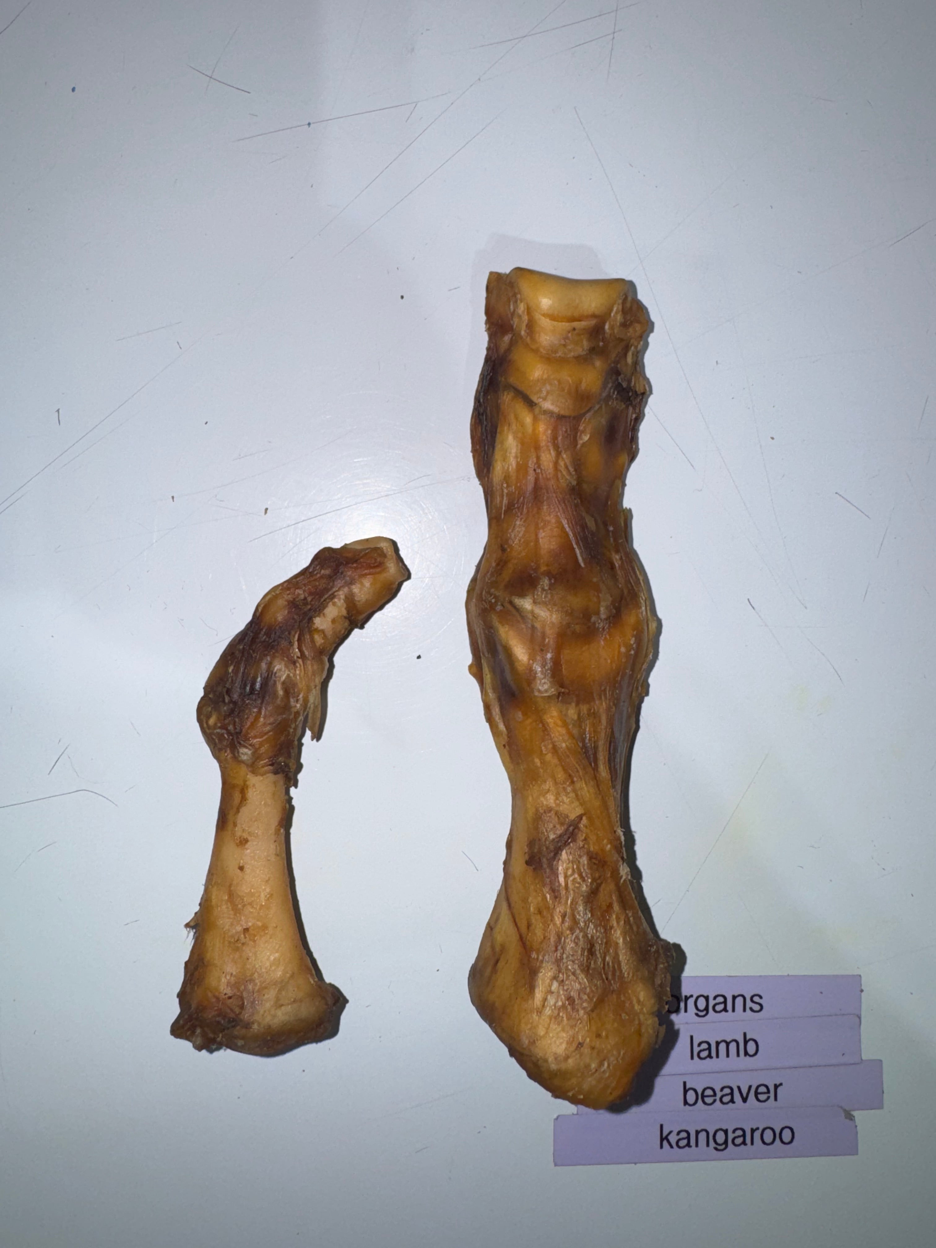 Ostrich Toe Large