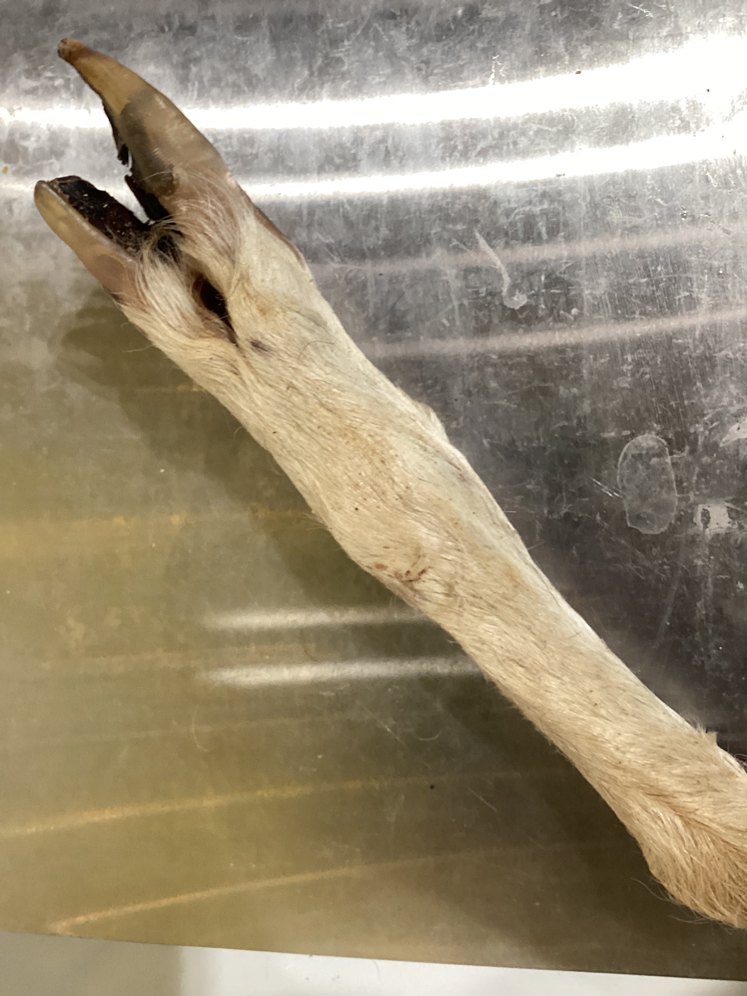 Leg of Lamb
